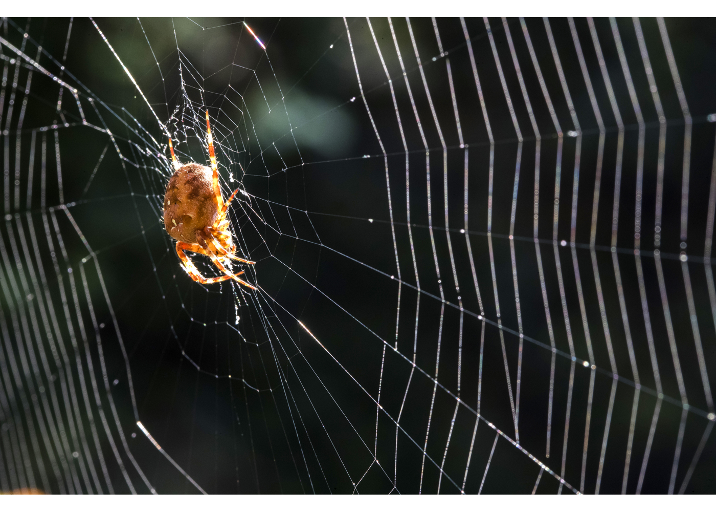 Haarlem - Spin in web